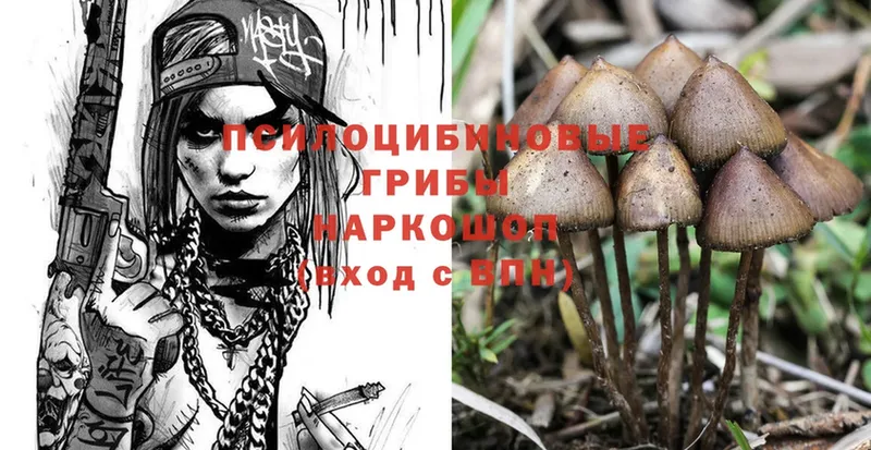 магазин продажи   Тольятти  Псилоцибиновые грибы Cubensis 